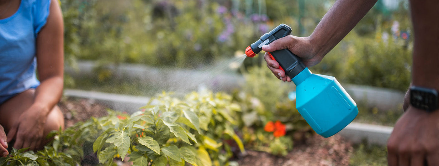 Cum combati dăunătorii din grădină