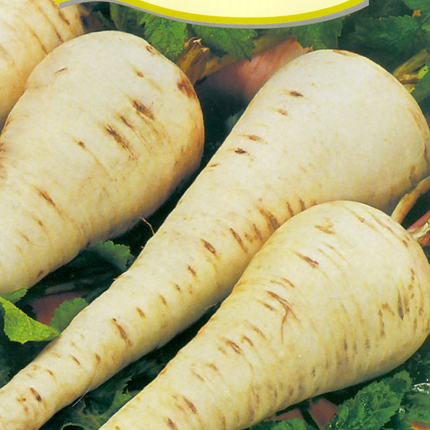 Păstârnac White Gem