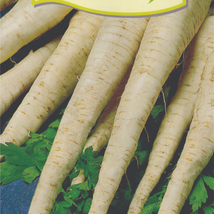 Patrunjel Berliner (radacina)