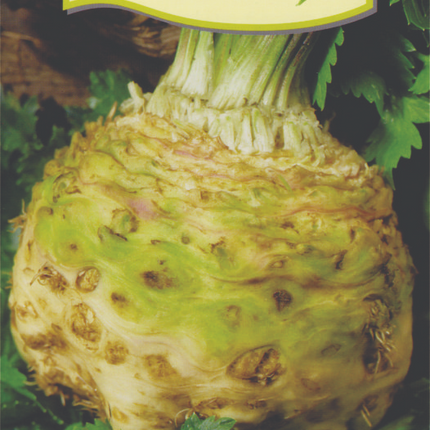 Telina de radacina Verona